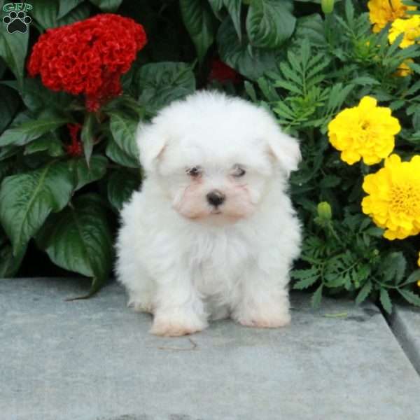 Minnie, Maltese Puppy