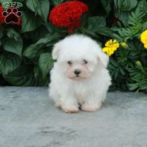 Minnie, Maltese Puppy