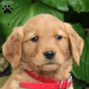 Minnie, Golden Retriever Puppy
