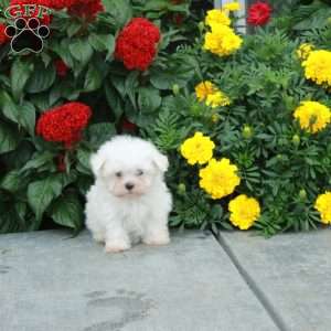 Minnie, Maltese Puppy