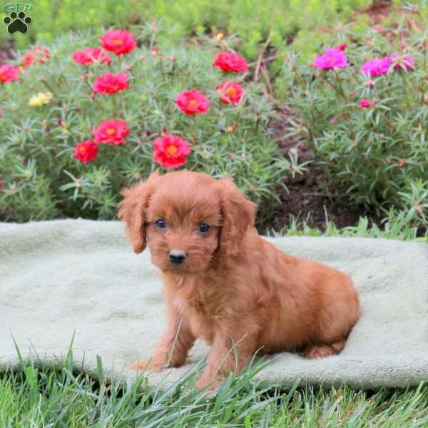 Miranda, Cavapoo Puppy