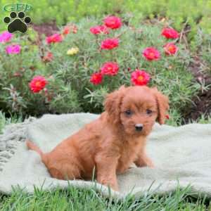 Miranda, Cavapoo Puppy