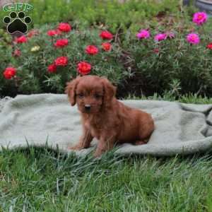 Miranda, Cavapoo Puppy