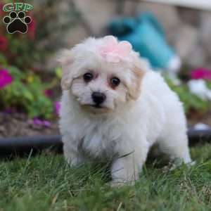 Missy, Bich-Poo Puppy
