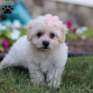 Missy, Bich-Poo Puppy