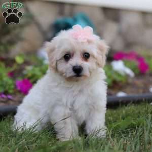 Missy, Bich-Poo Puppy