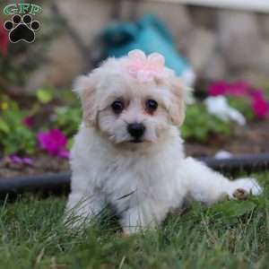 Missy, Bich-Poo Puppy