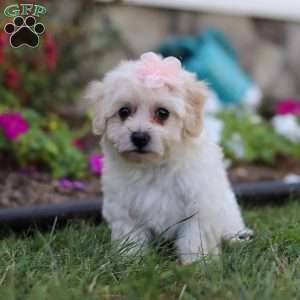 Missy, Bich-Poo Puppy