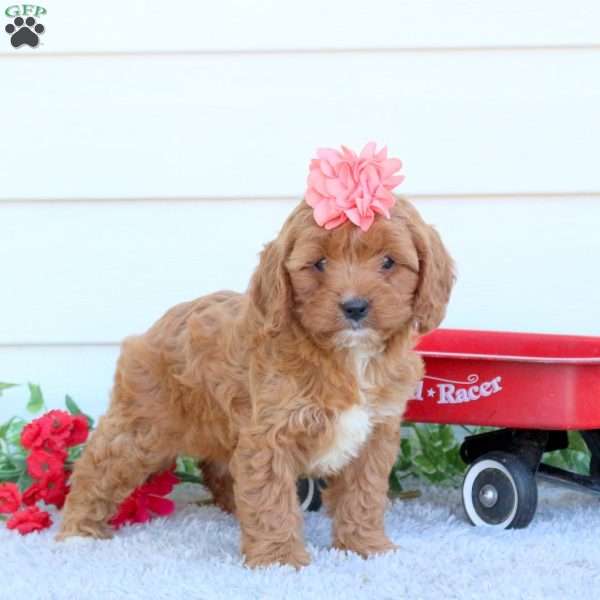Missy, Cavapoo Puppy