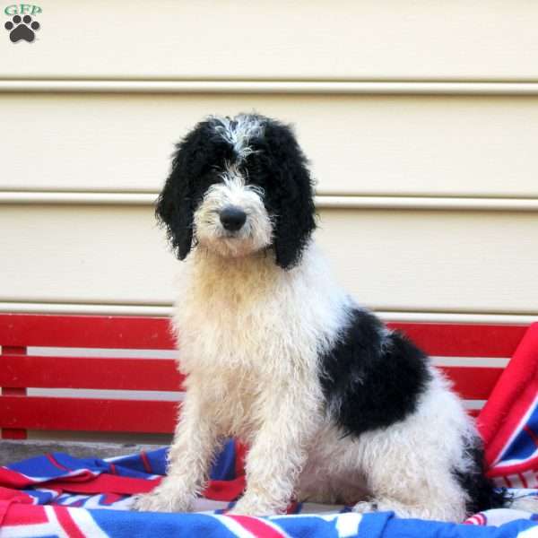 Missy, Bernedoodle Puppy