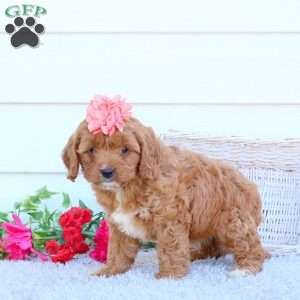 Missy, Cavapoo Puppy