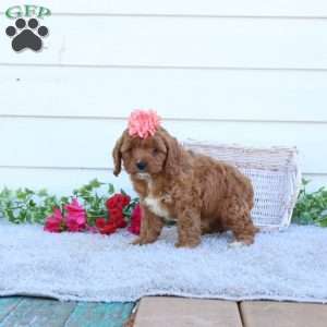 Missy, Cavapoo Puppy