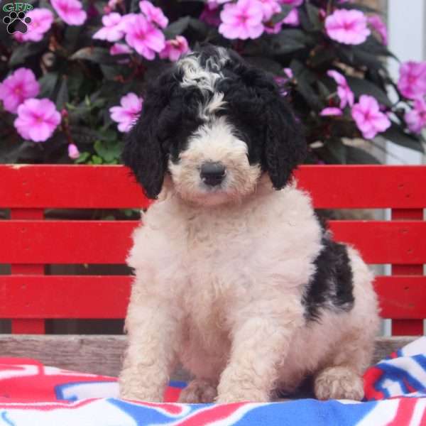 Missy, Bernedoodle Puppy