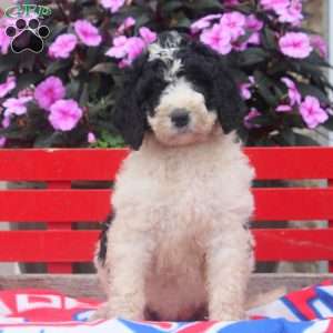 Missy, Bernedoodle Puppy