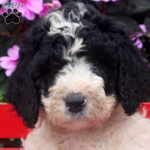 Missy, Bernedoodle Puppy