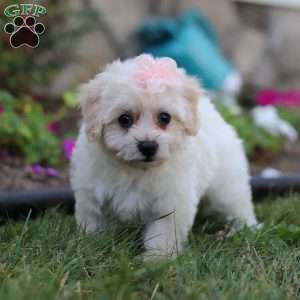 Missy, Bich-Poo Puppy