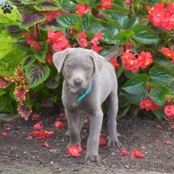 Misty, Silver Labrador Retriever Puppy