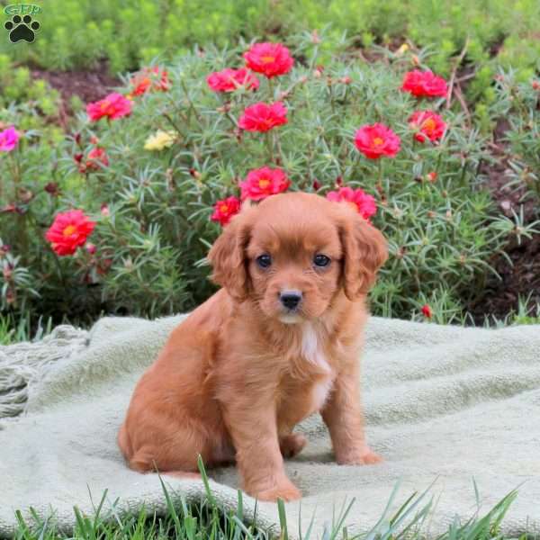 Mitch, Cavapoo Puppy