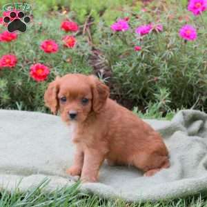 Mitch, Cavapoo Puppy