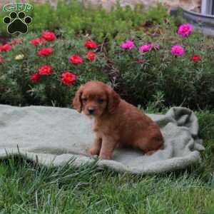 Mitch, Cavapoo Puppy