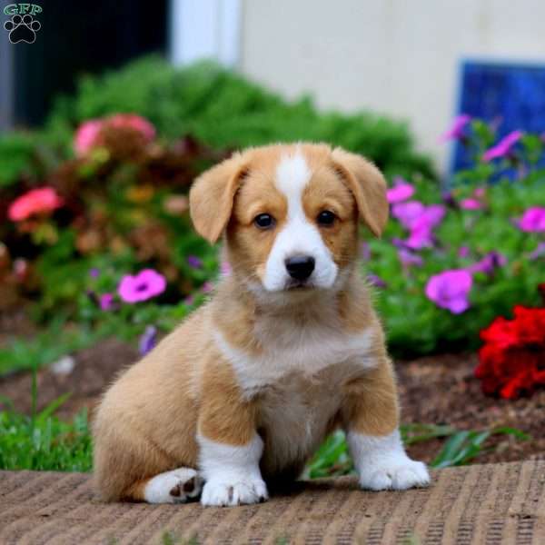 Mitch, Pembroke Welsh Corgi Puppy