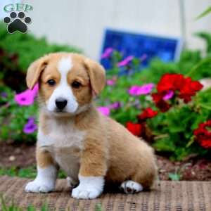 Mitch, Pembroke Welsh Corgi Puppy