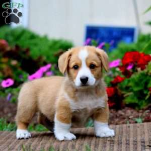 Mitch, Pembroke Welsh Corgi Puppy