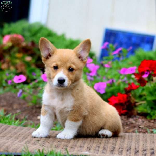 Mitzy, Pembroke Welsh Corgi Puppy