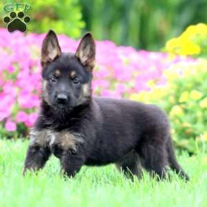 Mitzy, German Shepherd Puppy