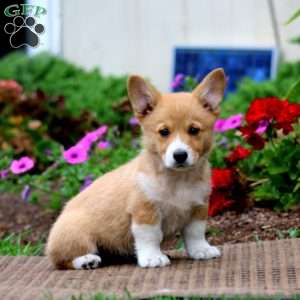 Mitzy, Pembroke Welsh Corgi Puppy