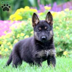 Mitzy, German Shepherd Puppy