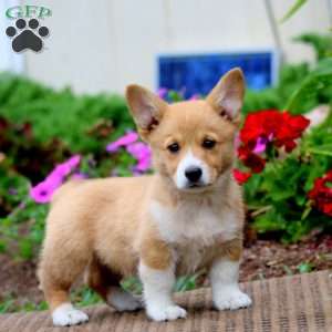 Mitzy, Pembroke Welsh Corgi Puppy
