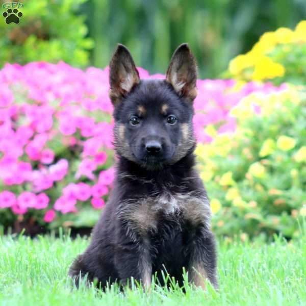 Mitzy, German Shepherd Puppy