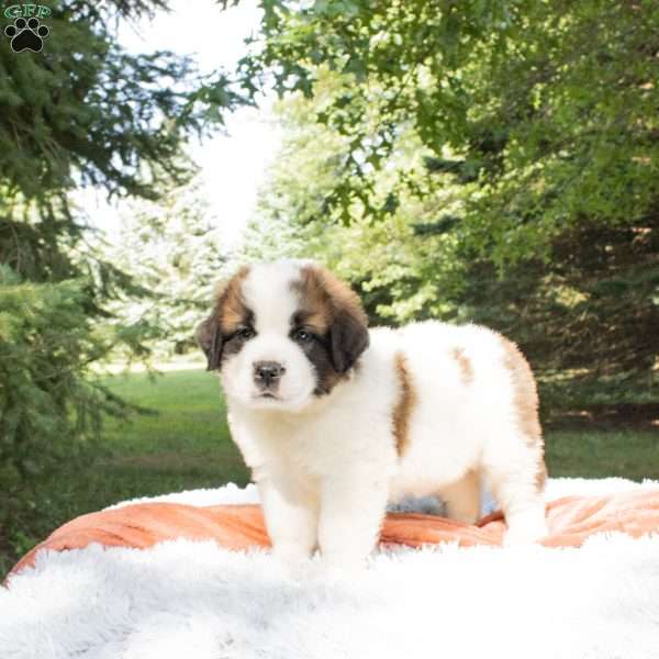 Timber, Saint Bernard Puppy