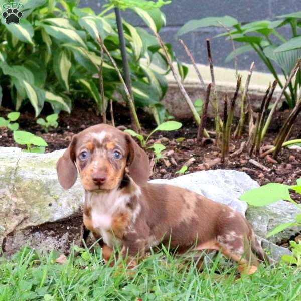 Mocha-Mini, Dachshund Puppy