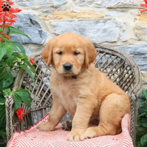 Mocha, Golden Retriever Puppy
