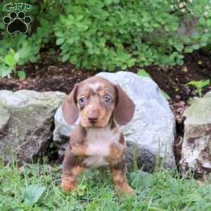 Mocha-Mini, Dachshund Puppy