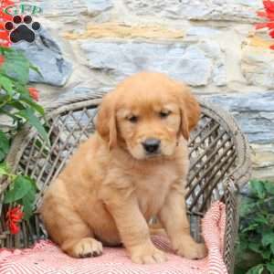 Mocha, Golden Retriever Puppy