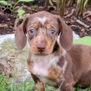 Mocha-Mini, Dachshund Puppy