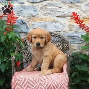 Mocha, Golden Retriever Puppy