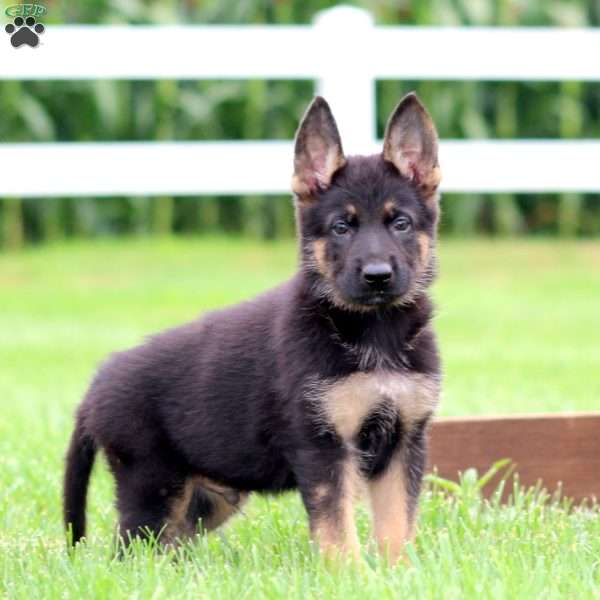 Mocha, German Shepherd Puppy