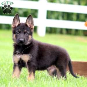 Mocha, German Shepherd Puppy