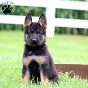Mocha, German Shepherd Puppy