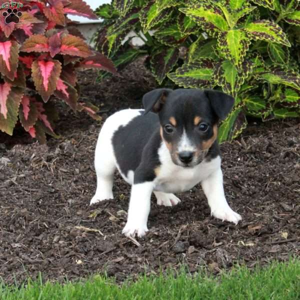 Mochi, Jack Russell Terrier Puppy