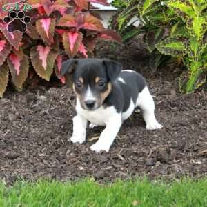 Mochi, Jack Russell Terrier Puppy
