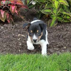 Mochi, Jack Russell Terrier Puppy