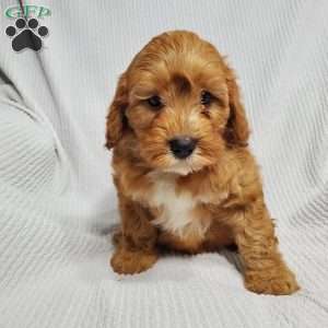 Moe, Cavapoo Puppy
