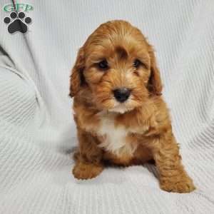 Moe, Cavapoo Puppy