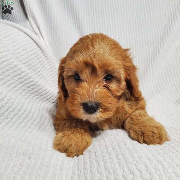 Moe, Cavapoo Puppy