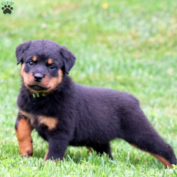 Molly, Rottweiler Puppy
